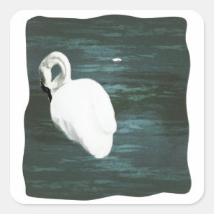 Sticker Carré Cygne à l'étang