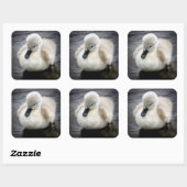 Sticker Carré Cygne bébé | Cygnet (Feuille)