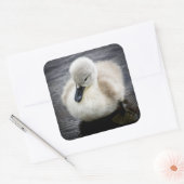 Sticker Carré Cygne bébé | Cygnet (Enveloppe)