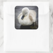 Sticker Carré Cygne bébé | Cygnet (Sac)