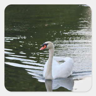 Sticker Carré Cygne muet élégant