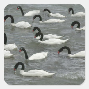 Sticker Carré Cygnes à cou noir (Cygnus melancoryphus)
