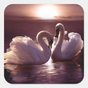 Sticker Carré Cygnes affectueux formant un coeur