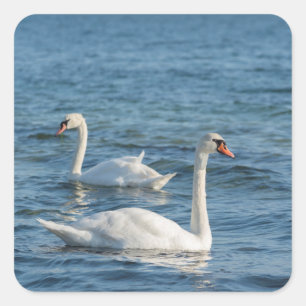 Sticker Carré Cygnus cygne blanc