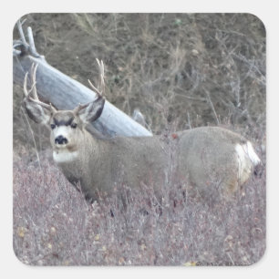 Sticker Carré D32 Mule Deer Buck