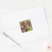 Sticker Carré Dachshund (Enveloppe)