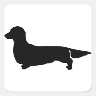 Sticker Carré Dachshund aux cheveux longs