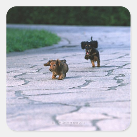 Sticker Carré Dachshund miniature 3 (Devant)