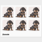Sticker Carré Dachshund Miniature assis (Feuille)