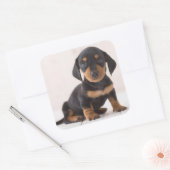 Sticker Carré Dachshund Miniature assis (Enveloppe)