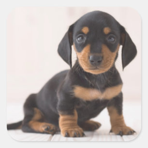 Sticker Carré Dachshund Miniature assis