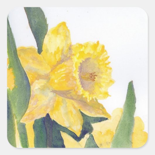 Sticker Carré Daffodiques de printemps (Devant)