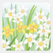 Sticker Carré Daffodiques de printemps (Devant)