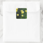 Sticker Carré Daffodiques de printemps (Sac)