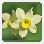 Sticker Carré Daffodiques de printemps jaune (Devant)