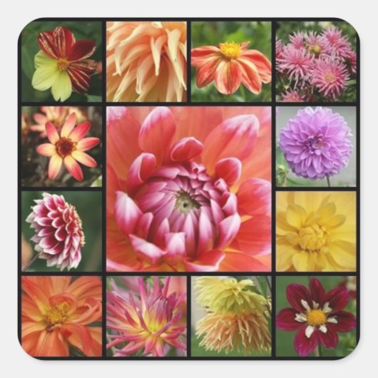 Sticker Carré dahlias (Devant)