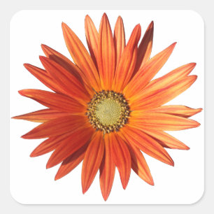 Sticker Carré Daisy africain