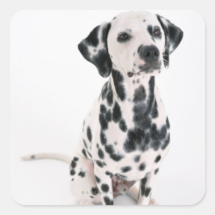 Sticker Carré Dalmatien