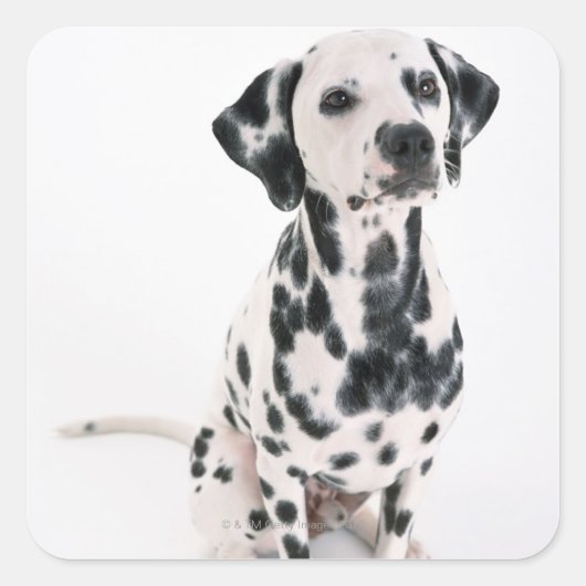 Sticker Carré Dalmatien (Devant)