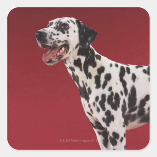 Sticker Carré Dalmatien 6 (Devant)