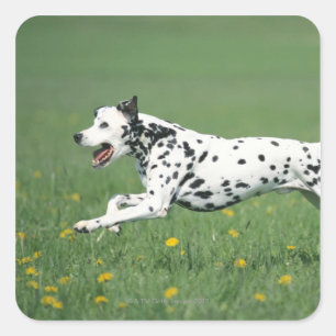 Sticker Carré Dalmatien en cours
