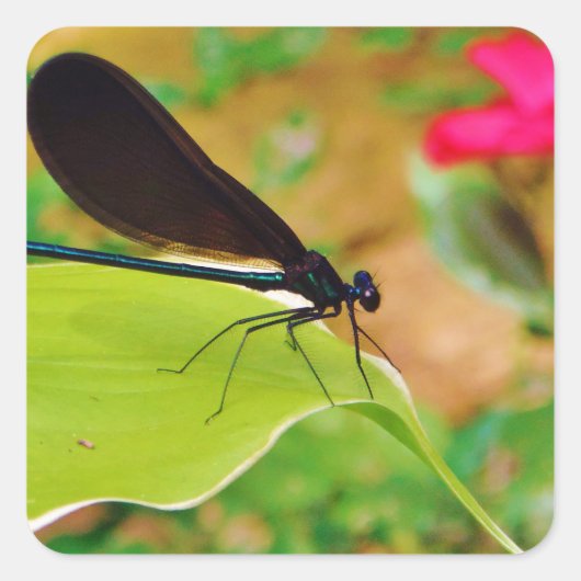 Sticker Carré Damselfly et Rose (Devant)