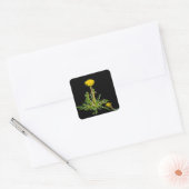 Sticker Carré Dandelion fleurit (Enveloppe)