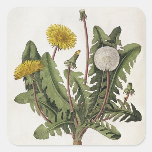 Sticker Carré Dandelion (gravure couleur) (Devant)