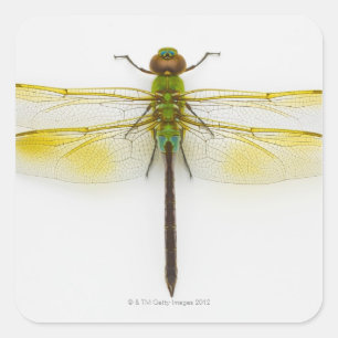Sticker Carré Darner vert (junius d'Anax) sur l'arrière - plan