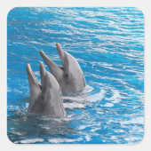 Sticker Carré Dauphins (Devant)