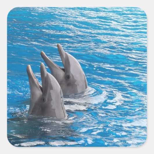 Sticker Carré Dauphins (Devant)