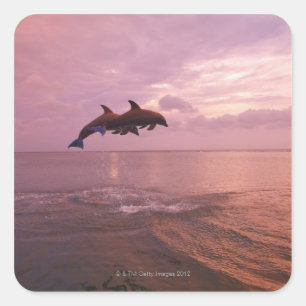 Sticker Carré Dauphins de Bottlenosed sautant au coucher du