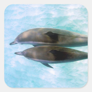Sticker Carré Dauphins de fileur Oahu Hawaï