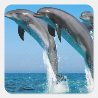Sticker Carré dauphins en goulot qui saute d'une mer bleue clair
