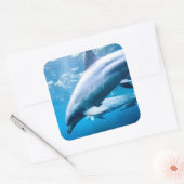 Sticker Carré Dauphins sous-marins (Enveloppe)