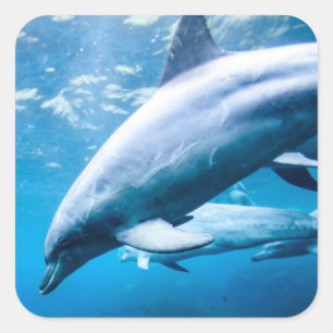 Sticker Carré Dauphins sous-marins