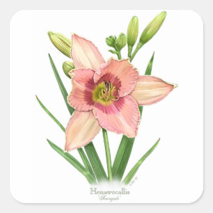 Sticker Carré Daylily - Svengali