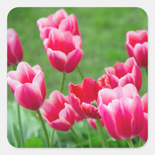 Sticker Carré De mignonnes tulipes écarlate dans le jardin