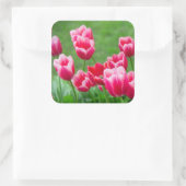 Sticker Carré De mignonnes tulipes écarlate dans le jardin (Sac)