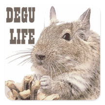 ► DEGU ►   Rodents