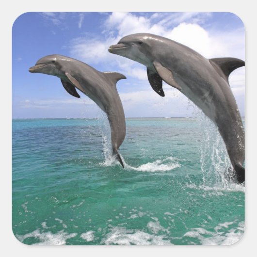 Sticker Carré Delfin (Devant)