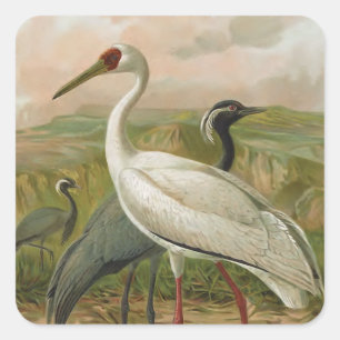 Sticker Carré Demoiselle et grues sibériennes Vintage Bird