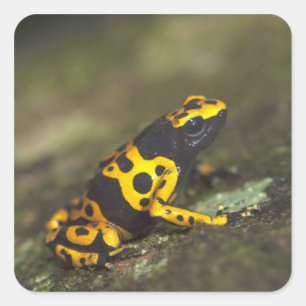 Sticker Carré Dendrobates de grenouille à bandes jaunes
