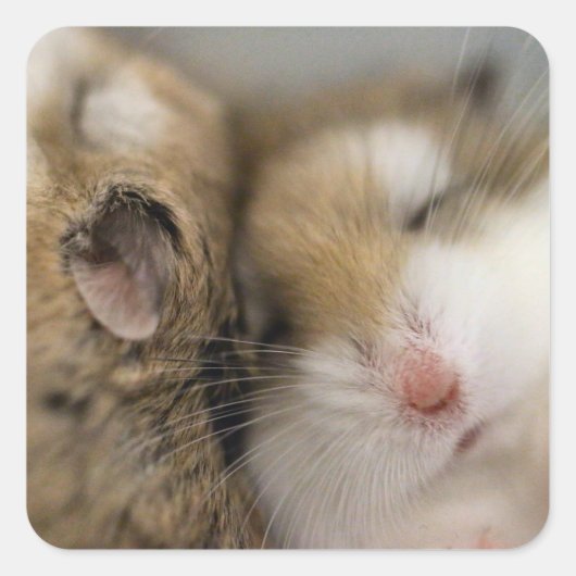 Sticker Carré Déplacer vers Bob (Devant)