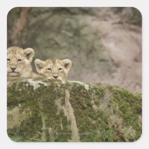 Sticker Carré Des Lions Cubs Qui Regardent Sur Le Rocher