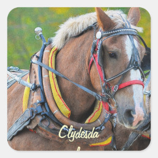 Sticker Carré Design équin amateur de chevaux