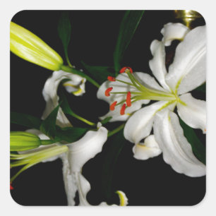 Sticker Carré Design irlandais - La collection Flower