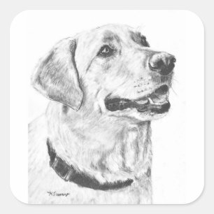 Sticker Carré Dessin Labrador Retriever