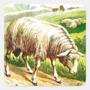 Sticker Carré Dessin vintage : Les moutons
