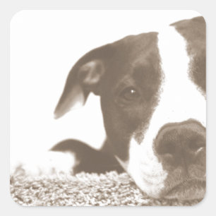 Sticker Carré déteste l'acte, pas la race pitbull sépia amical